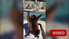 காலை வெயிலில் சூரியக் குளியல் போடும் லெமூர்