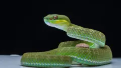 A green snake