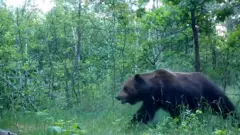 Как медведи возвращаются в леса вокруг Чернобыля