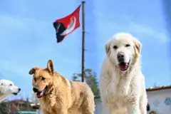 sokak köpekleri 