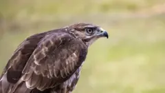 Mid ka mid ah shimbiraha laga baqayo in qaarada afrka ay ka dhamadan