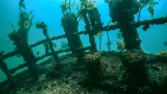 Destroços do Rainbow Warrior na costa da Nova Zelândia, na Baía de Matauri