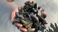 அழிவை எதிர்நோக்கும் சிங்க இறால், நெத்திலி மீன் 