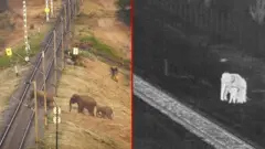 Veštačka inteligencija: Spas za slonove u Indiji