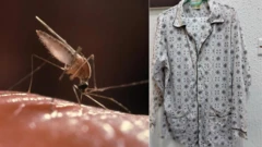 Professor Ladan tok say if pesin wear am at night mosquito no go bite am