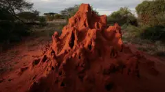 Um grande monte de formigas, de cor alaranjada, no Quênia