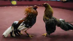 Amasake abiri yitegura kurwana muri Équateur (ifoto mbarankuru yo mu bubiko)