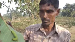 રેશમના કીડા સાથે મિહિર સબર