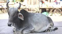 சாலையில் பசு