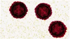 polio virus