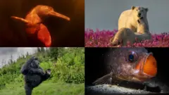 ఫోటోగ్రఫీ 