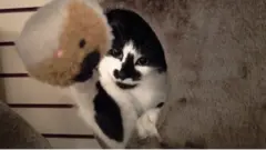 Кошка по имени Карбонель