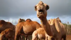 Cientistas correm contra o tempo para evitar que a Mers passe dos camelos para os humanos novamente; mas a mudança climática cria um grande obstáculo nessa luta.
