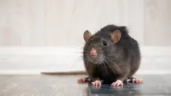 rato