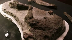 Sir David Attenborough demande l'aide d'experts pour comprendre la signification de la jambe fossile