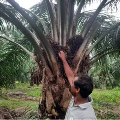 आंध्र प्रदेश का एक किसान अपने ताड़ के बागान में