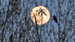 Повний місяць