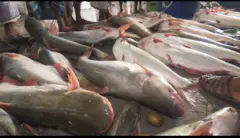  নদীর পাঙ্গাস