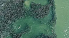 상어와 물고기떼