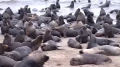 морські леви