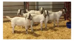 ماعز معدل وراثيا