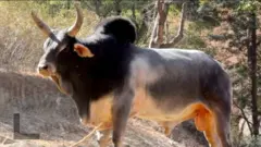 भटका वळू