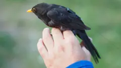 Blackbird with tag