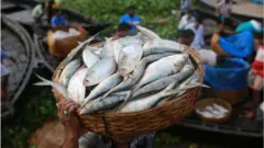 জোয়ারের সময় ইলিশ মাছ বেশি ধরা পড়ে