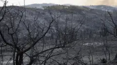 حرائق في شمالي الجزائر