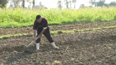 فلاح مصري