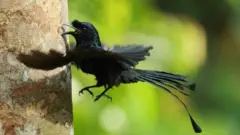කොණ්ඩ කවුඩා
