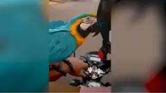 Arara Duda passeia de moto em Pereira Barreto