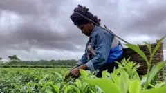 चाय बग़ान