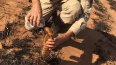 Sargento do Corpo de Bombeiros Pedro Ribas Alves dá água a tatu após incêndio em cerrado no Mato Grosso