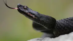 Ejo