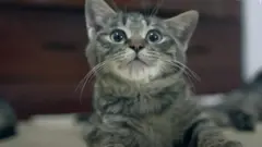 แมว