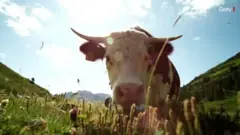गाय