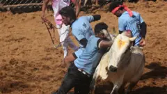 பாலமேடு ஜல்லிக்கட்டு