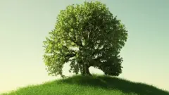¿Es ésta la solución natural más efectiva para combatir el calentamiento global?