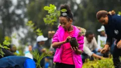ፈልሲ ኣብ ምትካል