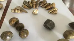 سمندر