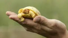Tortuga albina