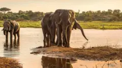 elephant
