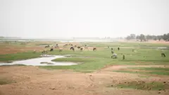 ኣብ ማሊ ኣብ መግሃጫ ፋሕ ዝበላ ከብቲ