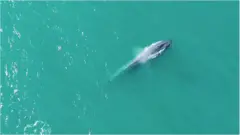 An Antarctic blue whale surfaces off South Georgia