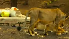 સિંહણ (ફાઇલ ફોટો)