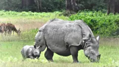 गैँडा नेपाल