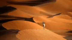 Arabian oryx