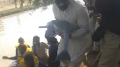 انڈس ڈولفن