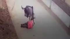 सांड का हमला